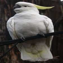 Sample of Cockatoo