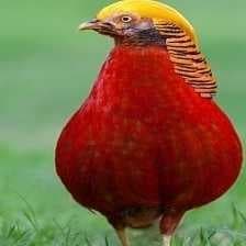 Sample of Golden pheasant
