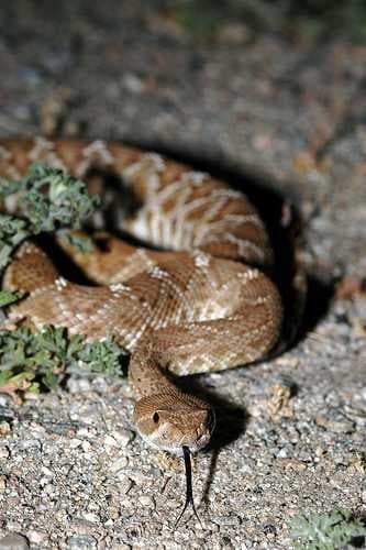 Sample of Night snake