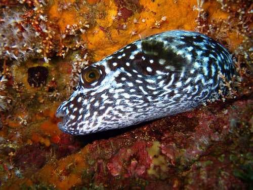 Sample of Puffer