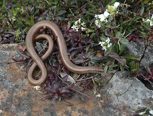 Thunder snake image dataset preview