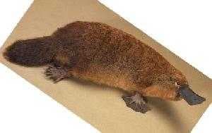 Platypus image dataset preview