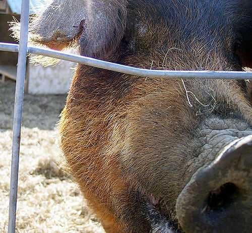 Sample of Hog
