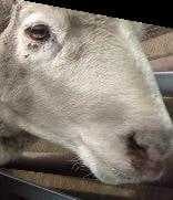 Sample of Sheep face