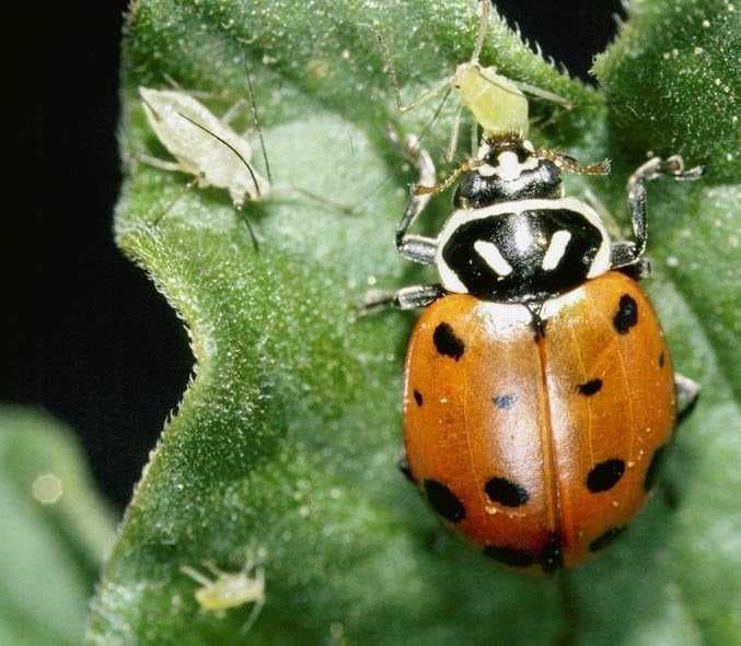 Sample of Ladybugs