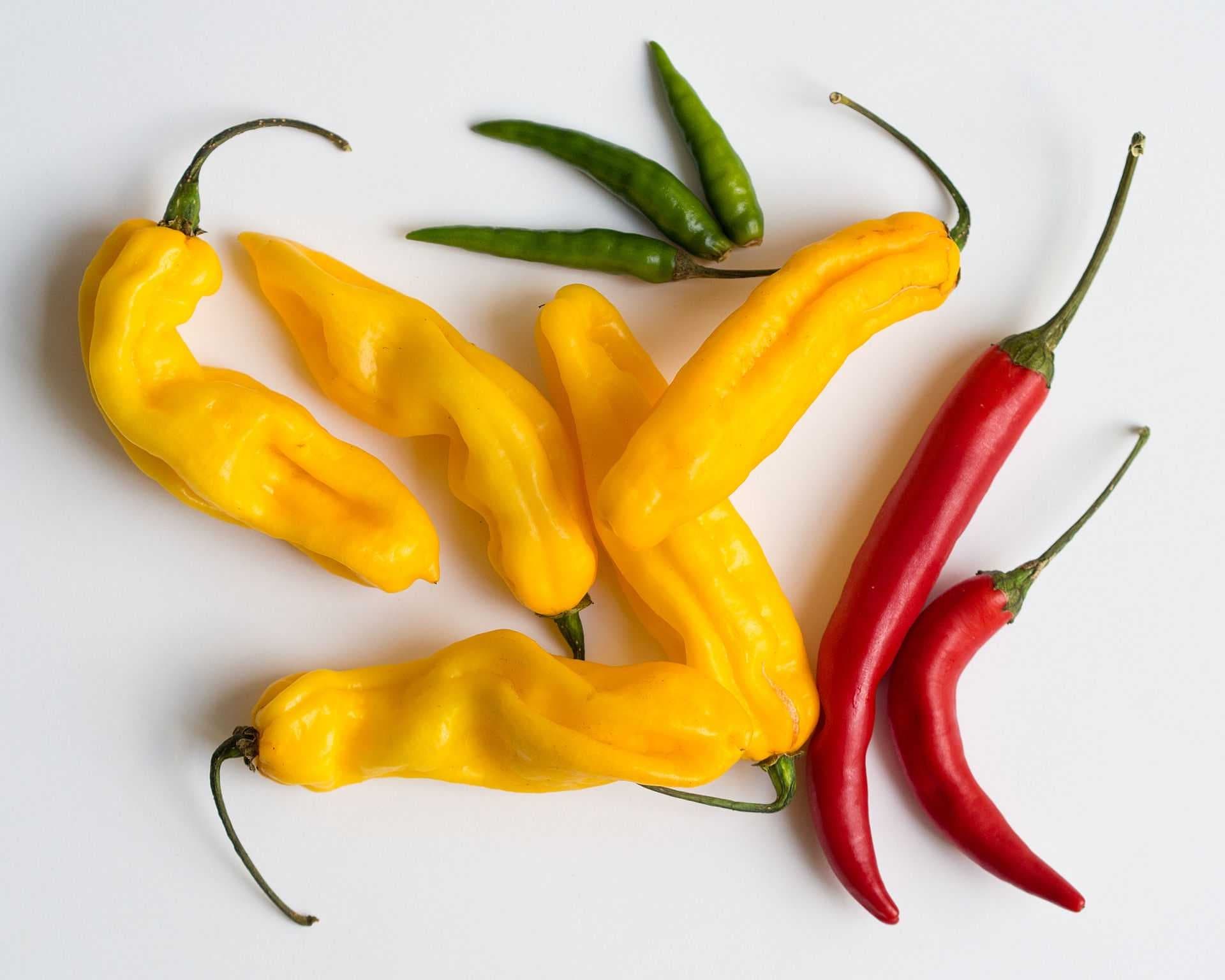 Sample of Chilli