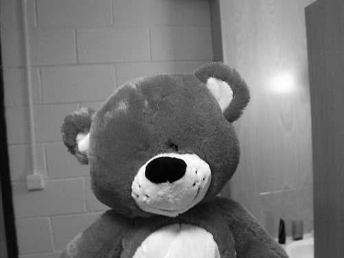 Teddy image dataset preview