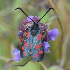 Sample of Burnet