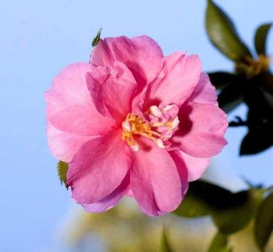 Sample of Camellia