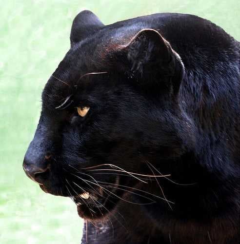 Sample of Cougar