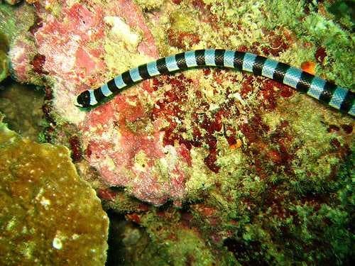 Sample of Sea snake