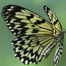 Sample of Kite