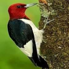 Sample of Red headed woodpecker