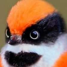 Sample of Black throated bushtit