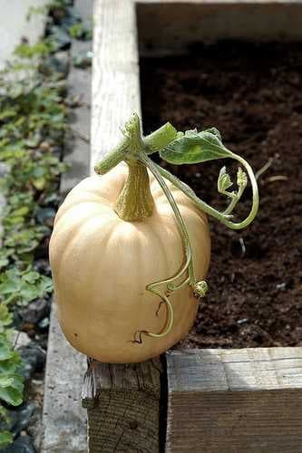 Sample of Butternut squash