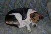 Sample of Walker hound