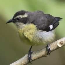 Sample of Bananaquit