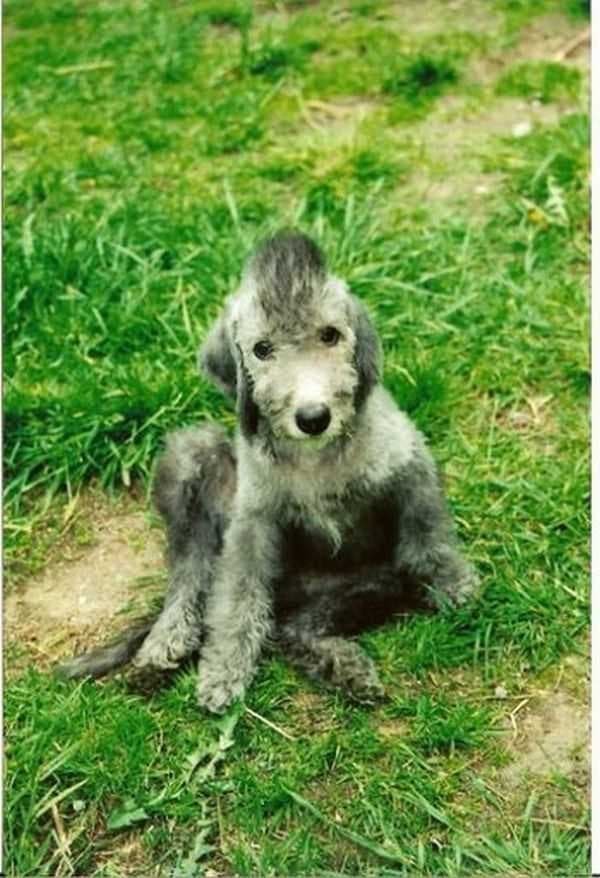 Sample of Bedlington terrier
