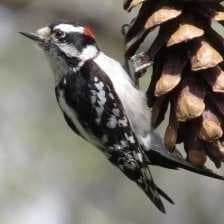 Sample of Downy woodpecker