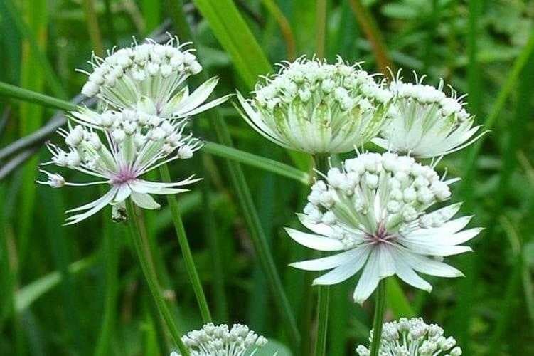 Sample of Great masterwort