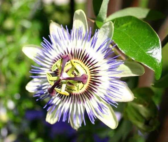 Sample of Passion flower