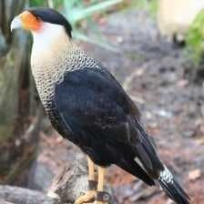 Sample of Crested caracara