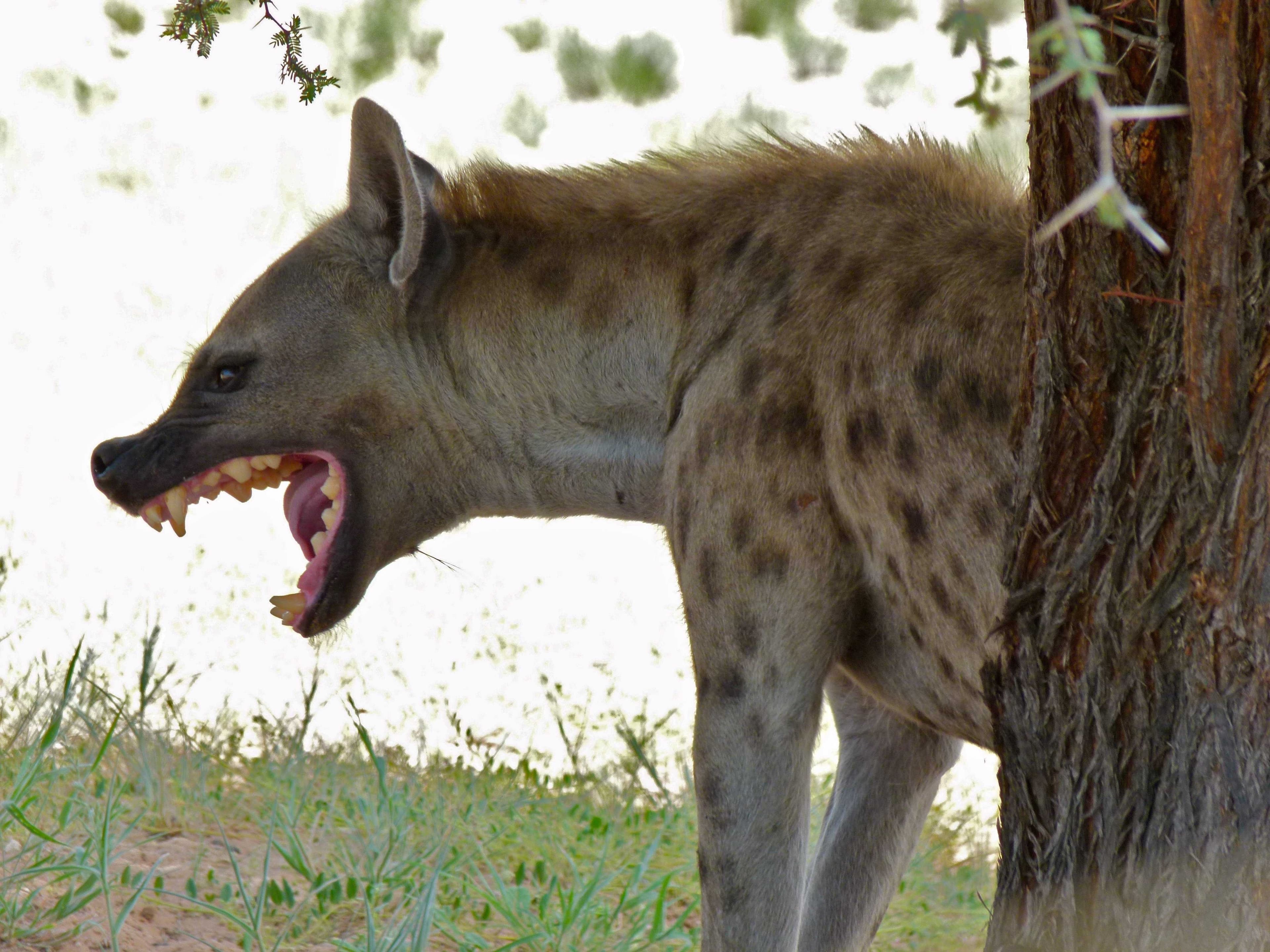 Sample of Hyena