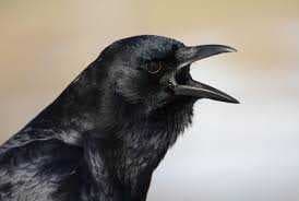 Sample of Crow
