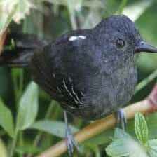 Sample of Antbird