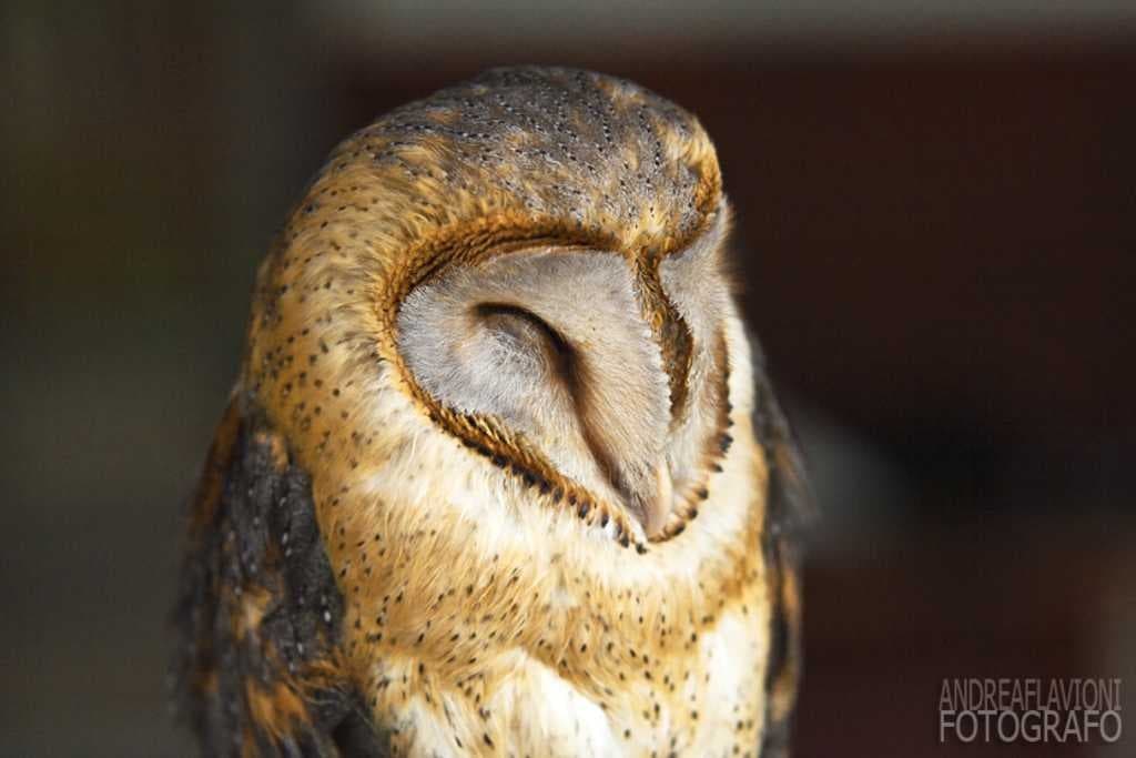 Sample of Owl