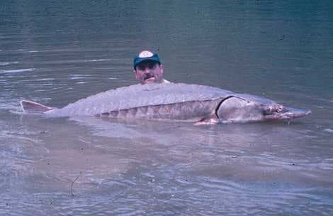 Sample of Sturgeon
