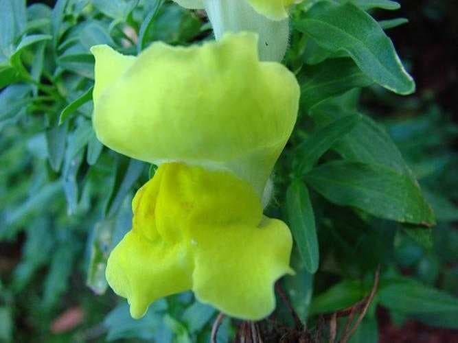 Sample of Snapdragon