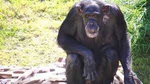 Sample of Chimpanzee