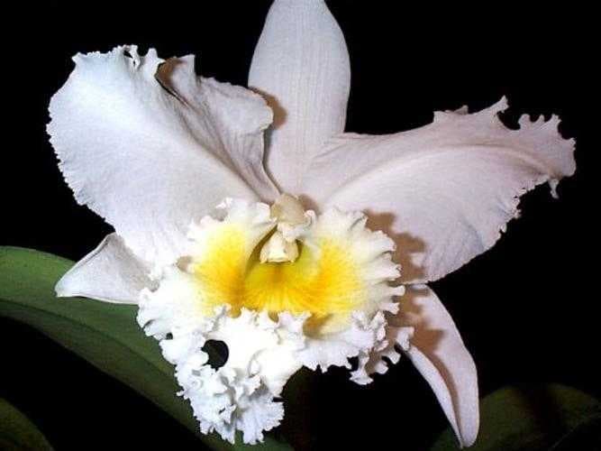 Ruby lipped cattleya image dataset preview