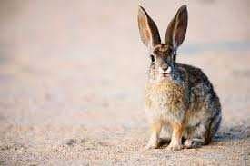 Sample of Hare