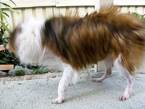 Sample of Shetland sheepdog