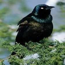 Sample of Common grackle