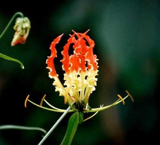 Sample of Fire lily