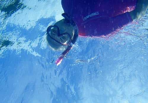 Sample of Snorkel