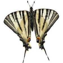 Sample of Scarce
