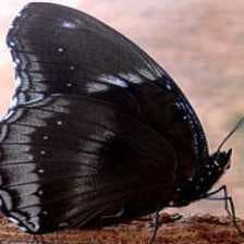 Sample of Eggfly