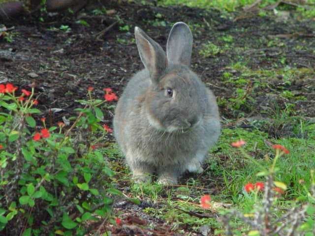 Sample of Wood rabbit
