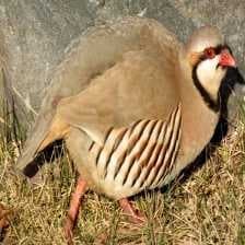 Sample of Chukar partridge
