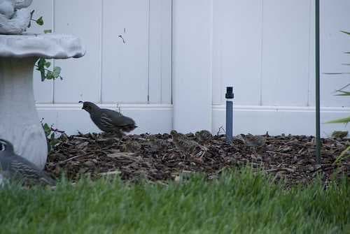 Sample of Quail