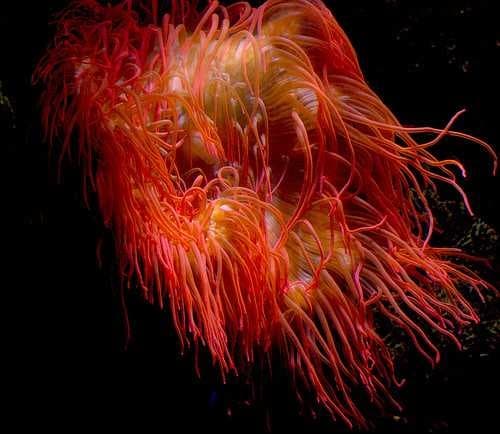 Coral reef image dataset preview