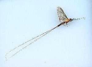 Sample of Mayfly