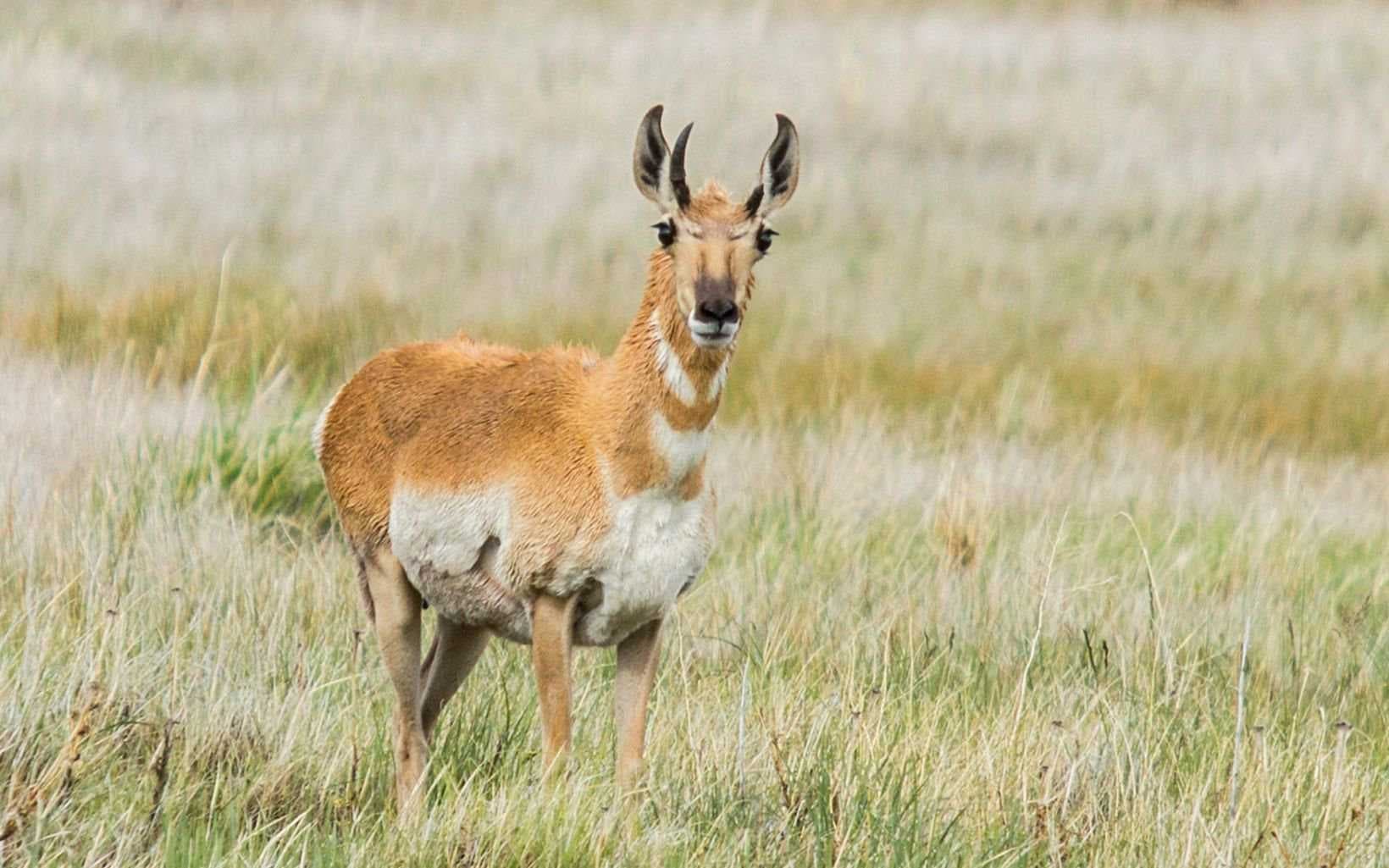 Sample of Antelope