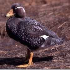 Sample of Steamer duck