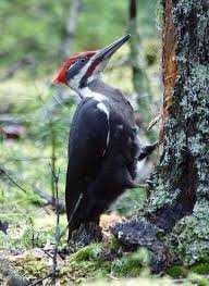 Sample of Woodpecker