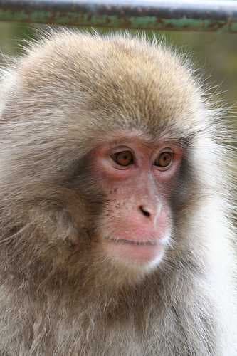 Sample of Macaque
